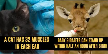 10 random facts about animals that you never knew