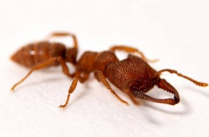 Dracula ants are now the worlds fastest animal