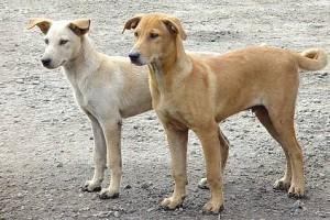 Bizarre! Man bites two girls due to barking dog Bizarre! Man bites two girls due to barking dog
