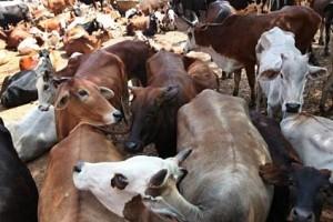 Villagers herd cattle inside school; Students and teachers forced to stand out