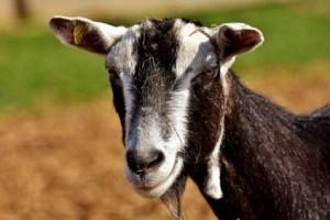 Shocking - Pregnant goat dies after labourer rapes it