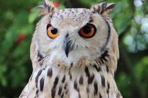 Man watches YouTube video and kills owl to attract woman