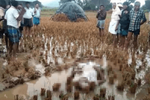 Farmer Collapses On His Field, Dies Of Shock After Cyclone Phethai Destroys Crops