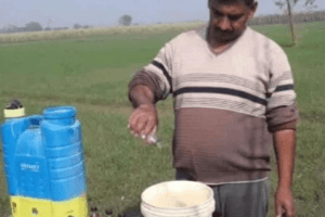 Farmers In This State Are Using Alcohol For Cultivation Of Potatoes; Here's Why
