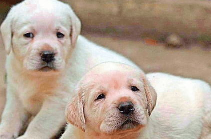 Four sleeping puppies burnt inside garbage dump in Hyderabad