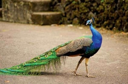 In frenzy to click selfies with it, villagers lead peacock to death.