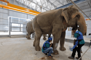 India Gets Its First Specialsed Hospital For Elephants; Here's All You Need To Know