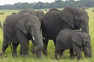 Drunk man attempts to pick fight with herd of elephants; Gets killed