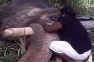 Watch - Man puts elephant to sleep by singing lullaby