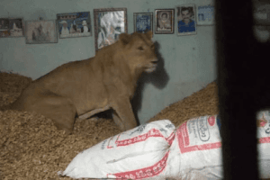 Lion Sneaks Into Farmer's House; Spends 2 Hours Relaxing On Heap Of Groundnuts