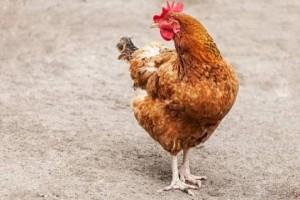 Woman lodges complaint against chicken at police station for attacking daughter