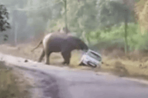 WATCH | Raging Elephant Topples Car; Narrow Escape For 2 Men