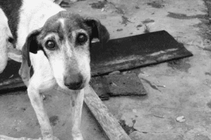 Stray Dog Brutally Gang-Raped By Four Men, Left Seriously Injured