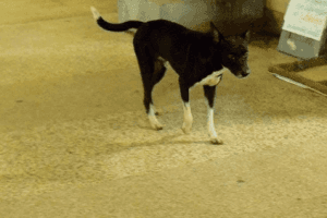 Stray Dog Escapes With Patient's Amputated Leg From Hospital