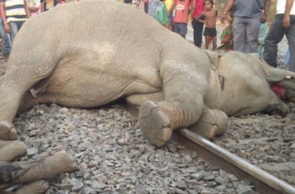 Train runs over four elephants in Odisha