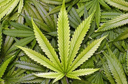 Two women held for smuggling 92 kg marijuana from Nepal to India