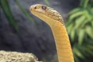 Watch - Man wraps cobra around neck, it bites and kills him
