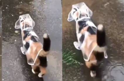 A puppy walks in the rain by wearing a cutest little raincoat