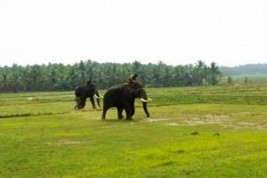 கும்கி யானைகளை தலைதெறிக்க ஓடவிட்ட காட்டுயானை ‘சின்னதம்பி’.. வைரல் போட்டோ! கும்கி யானைகளை தலைதெறிக்க ஓடவிட்ட காட்டுயானை ‘சின்னதம்பி’.. வைரல் போட்டோ!