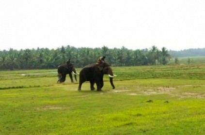 Chinnathambi Elephant Chases Kumki types of elephants goes bizarre Chinnathambi Elephant Chases Kumki types of elephants goes bizarre