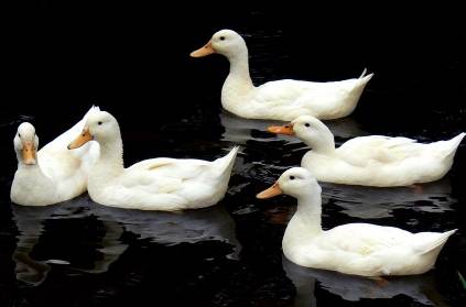 Ducks rise Oxygen level in water bodies - Tripura Chief Minister