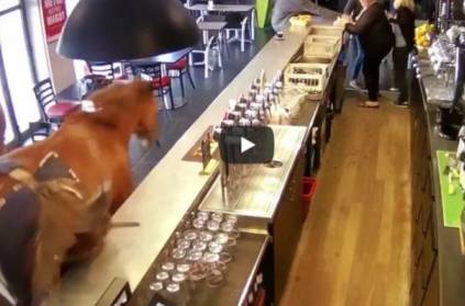 Horse breaks into bar Bizarre Video goes Viral on Air
