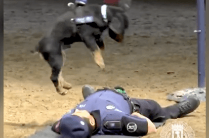 Police Dog Tries To Revive Trainer, Watch Video
