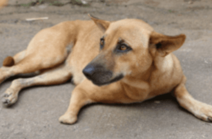 Stray Dog Saves Bhopal Woman From Being Molested
