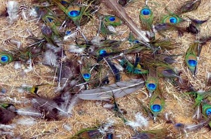 Madurai - 43 peafowl found dead