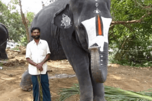 WATCH | Elephant Plays Mouth Organ In Tamil Nadu's Tuticorin District