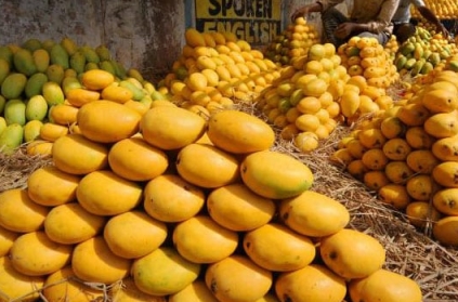 Food security department seizes 2 ton mangoes in Chennai
