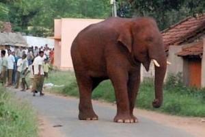 Will Chinnathambi be turned into a kumki? Forest Dept answers Madras HC