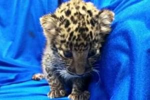 Watch - Leopard cub smuggled from Thailand seized at Chennai Airport
