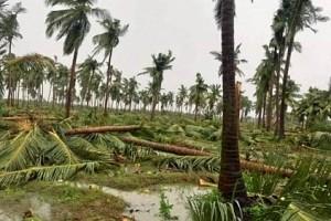 TN - Coconut farmer commits suicide after losing everything to Cyclone Gaja