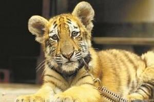Zookeeper's 9-Yr-Old Daughter Finds An Unusual Best Friend - A Tiger Cub