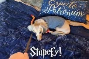 Watch - Adorable dog responds to Harry Potter magic spells