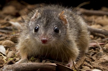 Australia adds antechinus to endangered list due to excessive sex