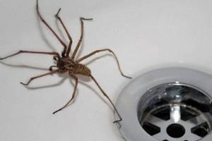 "Why don't you die?" Man screaming at spider invites police