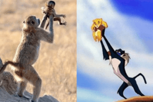 Baboon Holds New Born Baby Up In Air Just Like An Iconic Scene From The Lion King Movie