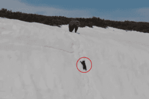 Netizens On The Edge Of Their Seats As Baby Bear Climbs Snow Mountain To Reach Mother