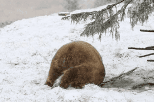 Held In Captivity For 9 Years, This Bear's Reaction To Snow For The First Time Is Pure Joy