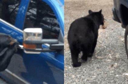 bear opens car door and steals bag of food