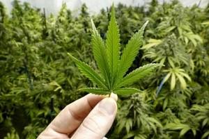 This major country legalises recreational marijuana