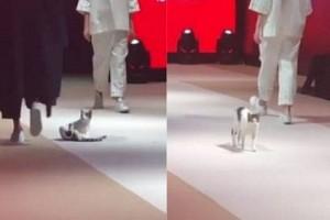 Watch - Cat hijacks fashion show and walks the ramp