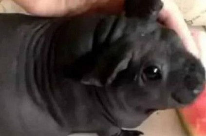 China - Man adopts adorable puppy - turns out to be a rat