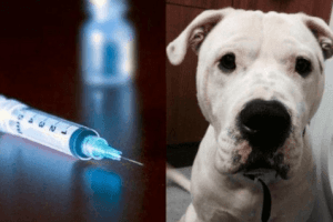 Dog Dies After Being Injected With Heroin, Cannabis, Morphine & 20 Other Drugs