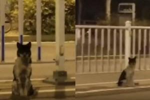 Watch - Dog waits for more than 80 days on road where its owner died