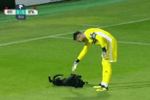 WATCH | Dog Invades Football Pitch During Match; Asks For Belly Rubs From Goalkeeper