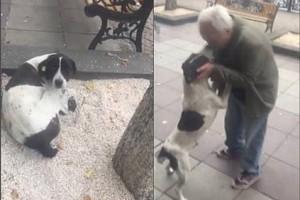 Man Finds His Lost Dog In Street After 3 Years; Watch Their Emotional Reunion