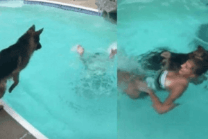 Faithful Dog Jumps Into Swimming Pool To Save 'Drowning' Woman; Drags Her By Her Hair To Safety